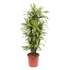 Dracaena Lemon Lime - 130 cm - ø24 - Plant - plantenmagie