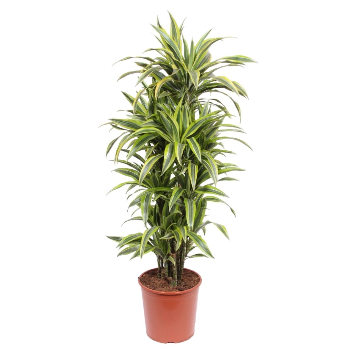 Dracaena Lemon Lime - 130 cm - ø24 - Plant - plantenmagie