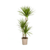 Dracaena Marginata Green Ø27cm - ↕170 - 190cm - Planten - plantenmagie