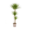 Dracaena Marginata Green Ø27cm - ↕170 - 190cm - Planten - plantenmagie