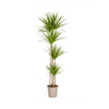 Dracaena Marginata Green Ø27cm - ↕170 - 190cm - Planten - plantenmagie