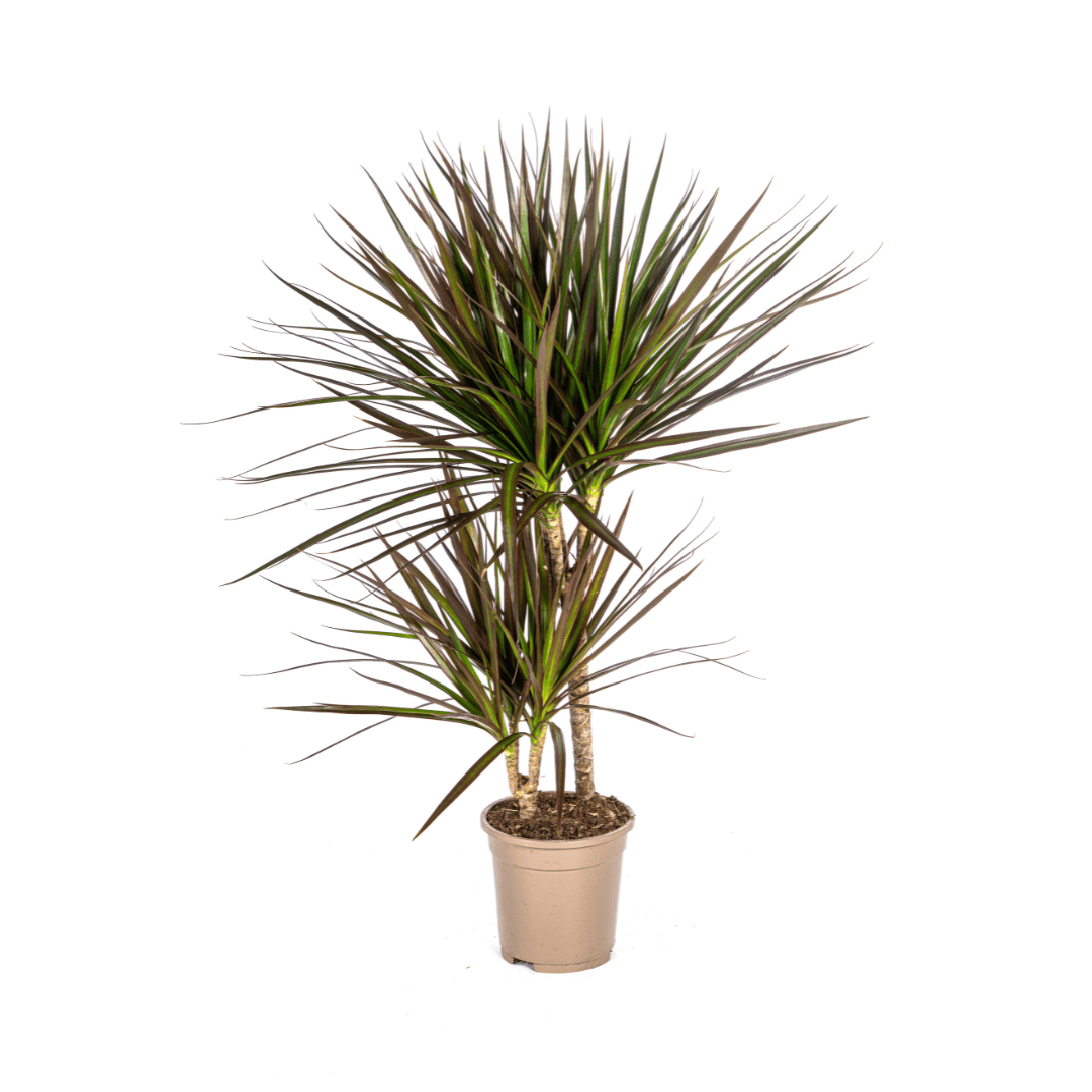 Dracaena Marginata Magenta Ø17cm - ↕50 - 70cm - Plant - plantenmagie