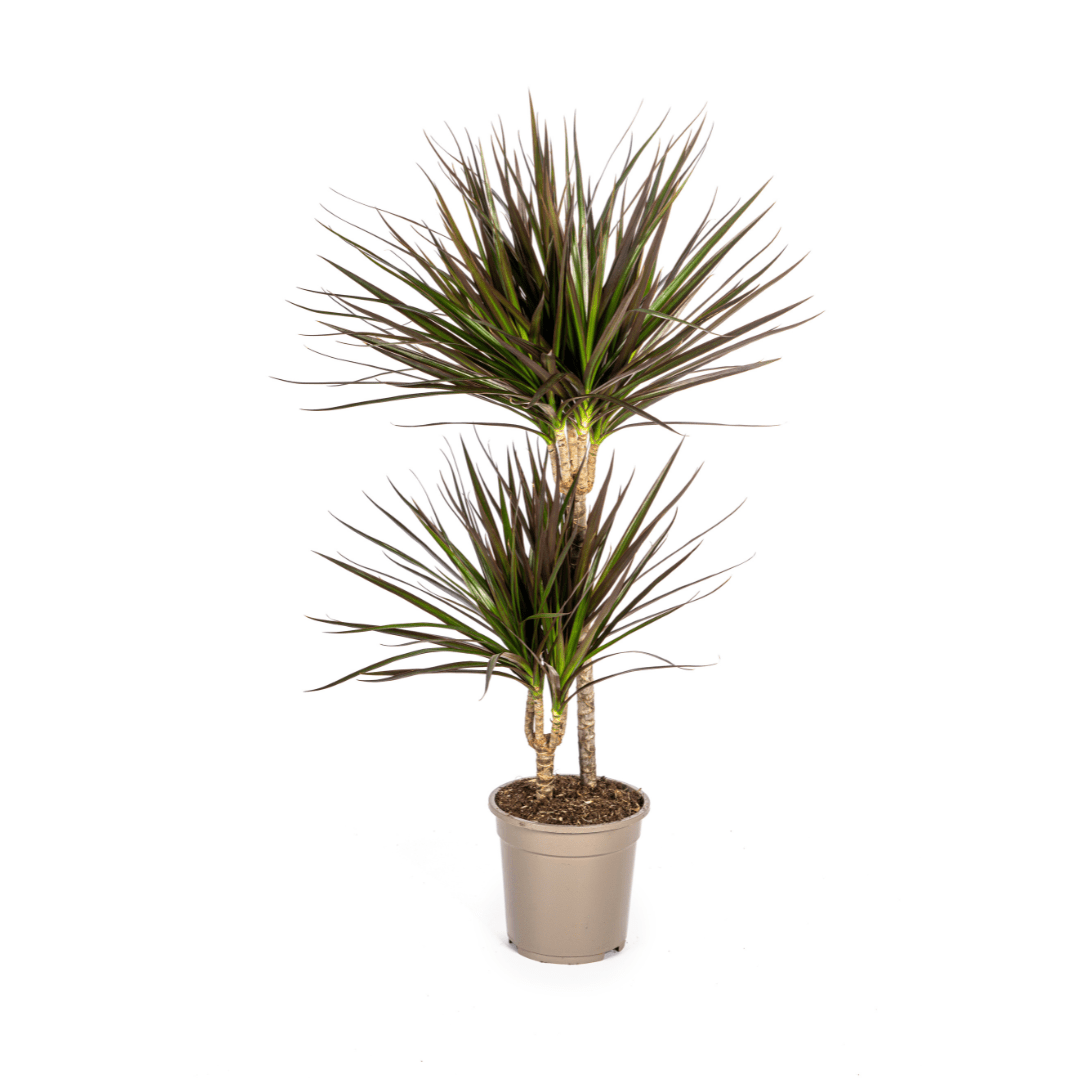 Dracaena Marginata Magenta Ø17cm - ↕50 - 70cm - Plant - plantenmagie
