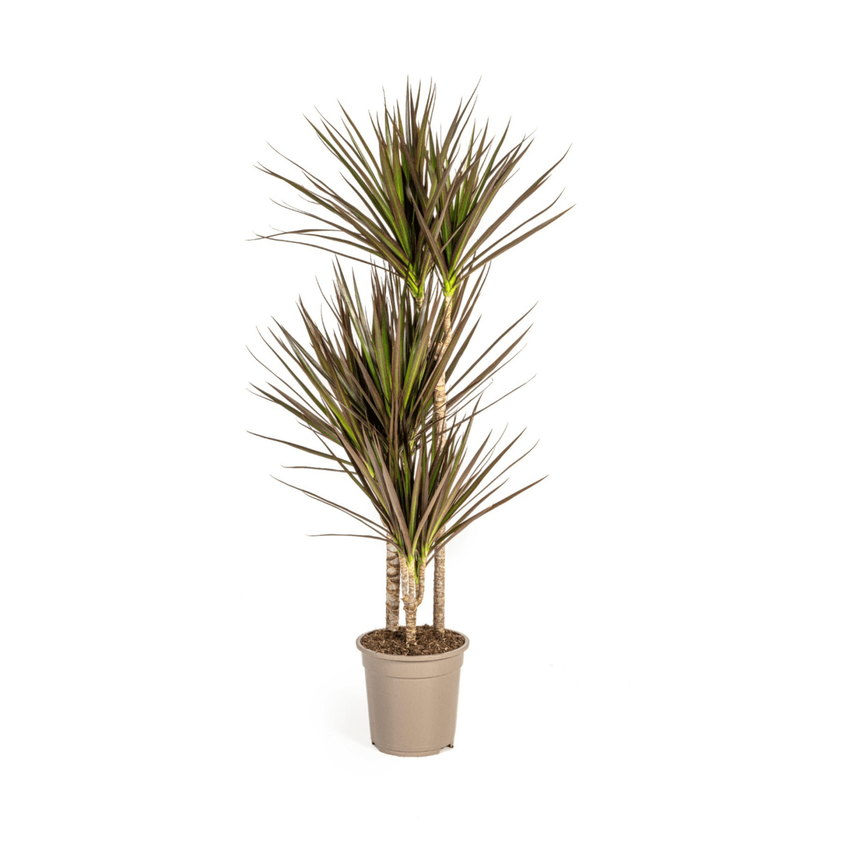 Dracaena Marginata Magenta Ø17cm - ↕50 - 70cm - Plant - plantenmagie