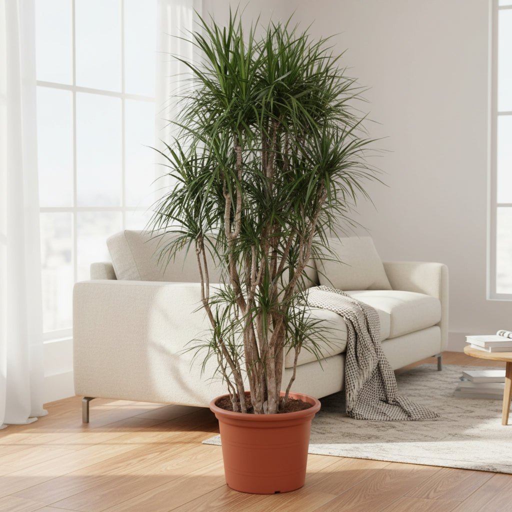 Dracaena Marginata vertakt - 160cm - Plant - plantenmagie