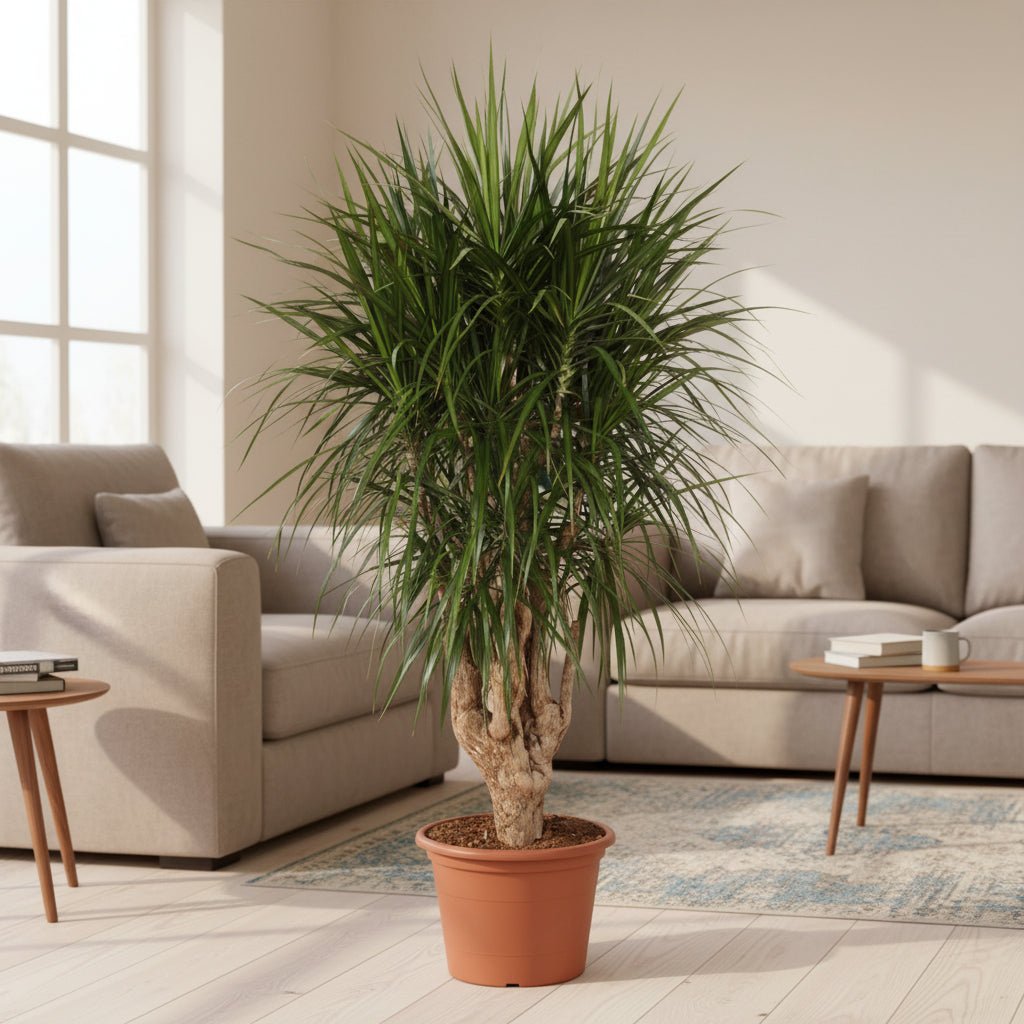 Dracaena Marginata vertakt - 160cm - Plant - plantenmagie