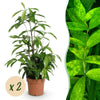 Drakenbloedboom (2 stuks) - Plant - plantenmagie