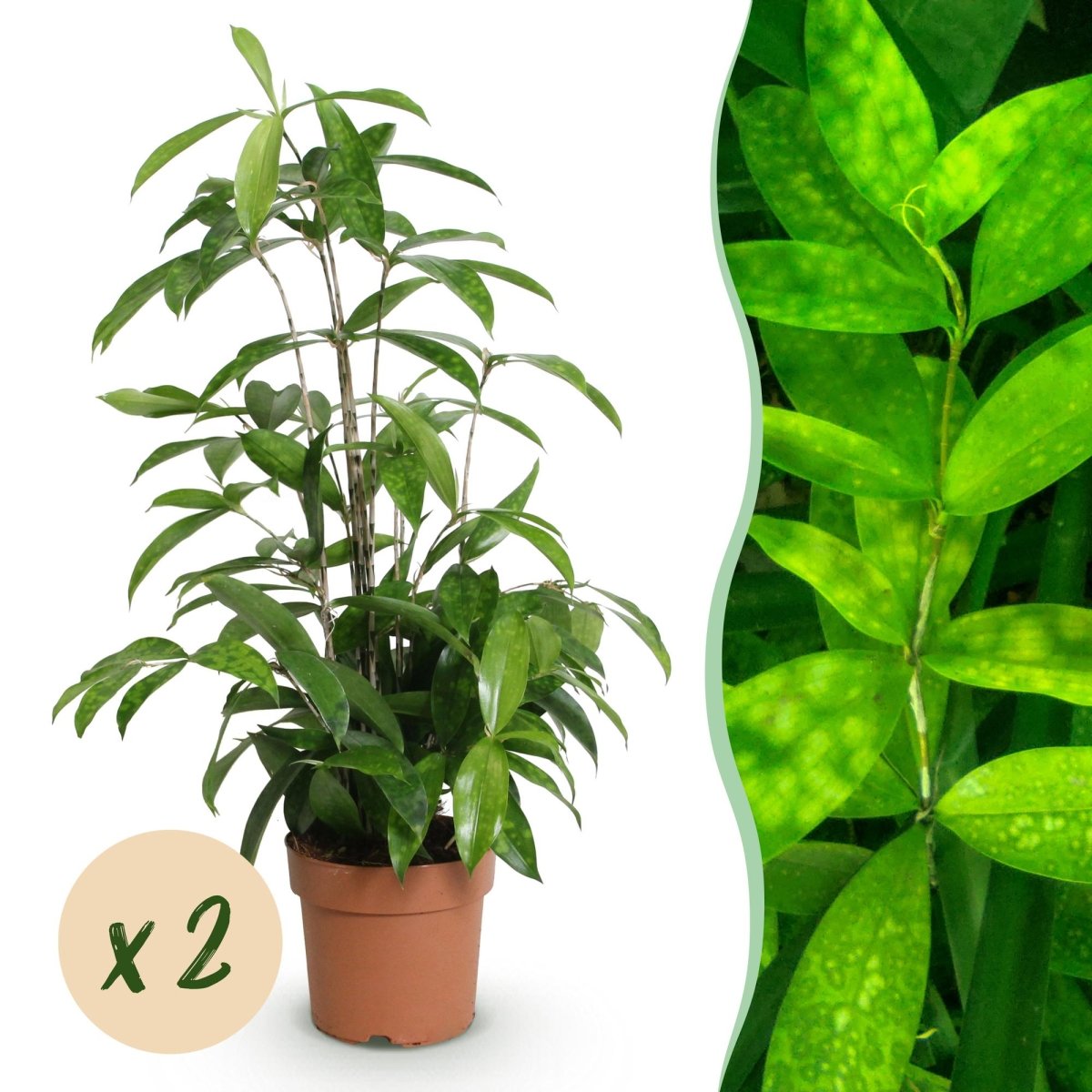 Drakenbloedboom (2 stuks) - Plant - plantenmagie