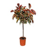 Ficus Elastica Belize op stam - 130 cm - ø24 - Plant - plantenmagie