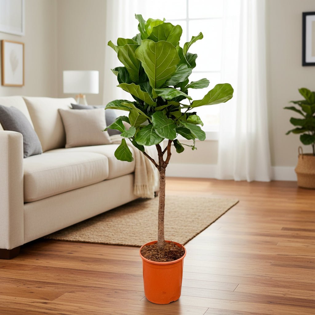 Ficus Lyrata boom - 180cm - ⌀30 - Plant - plantenmagie