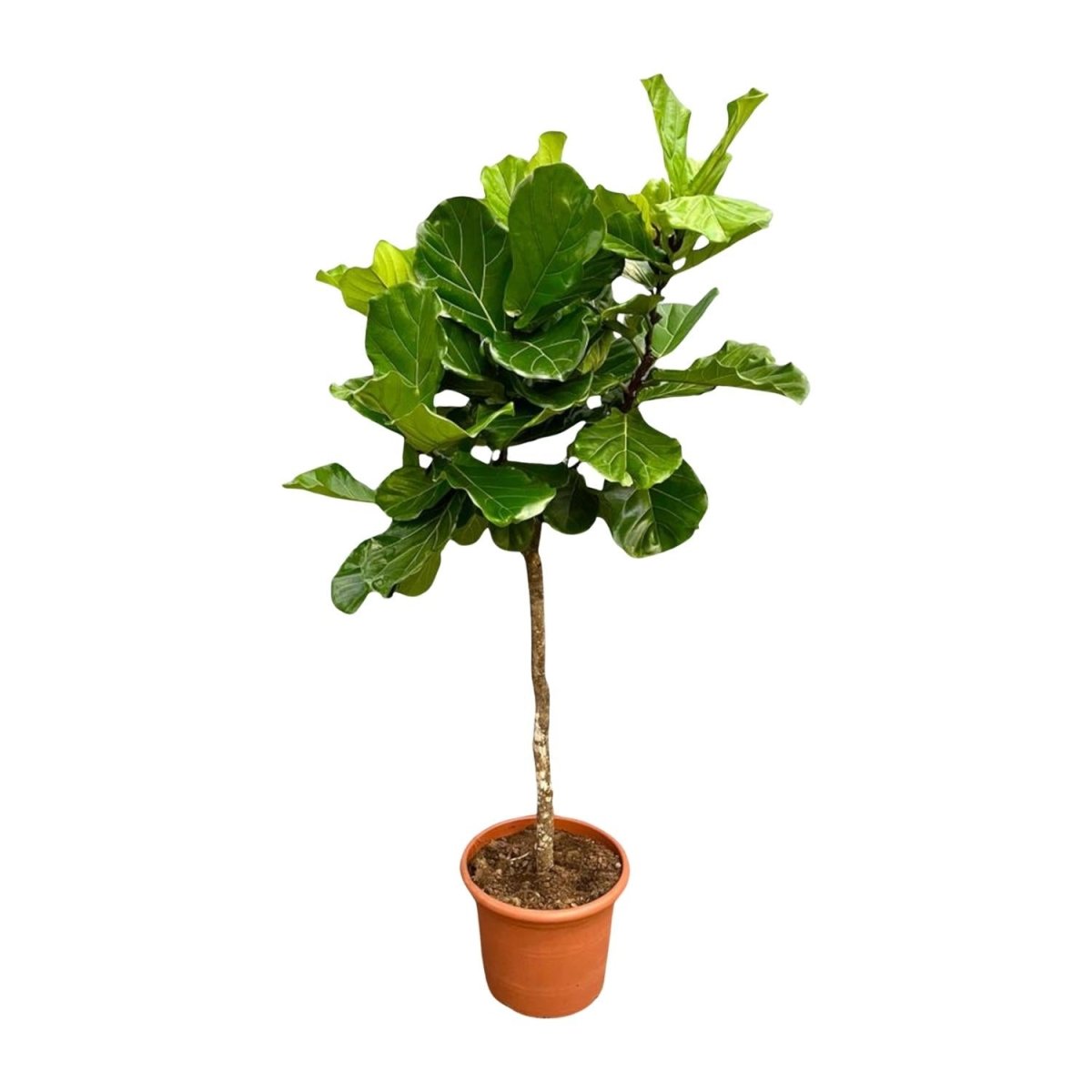 Ficus Lyrata boom - 180cm - ⌀30 - Plant - plantenmagie