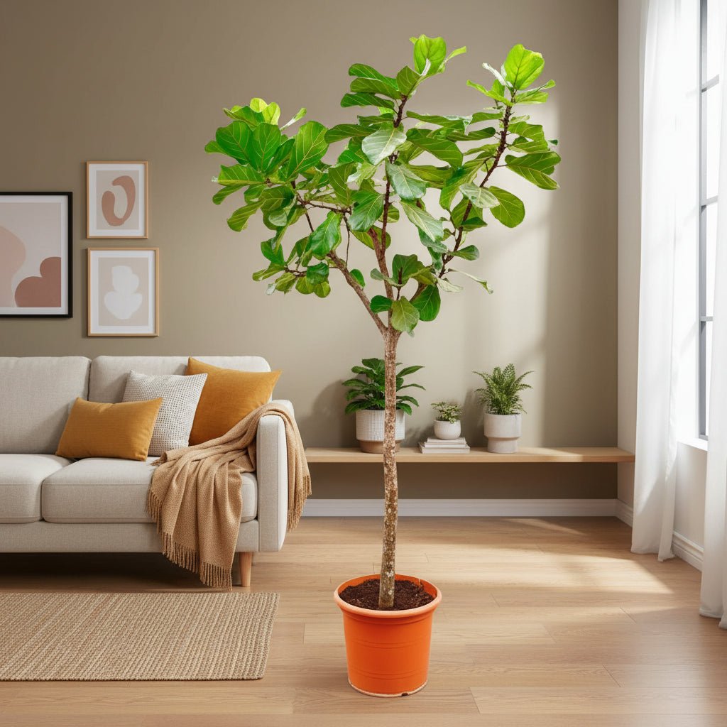Ficus Lyrata boom - 180cm - ⌀30 - Plant - plantenmagie