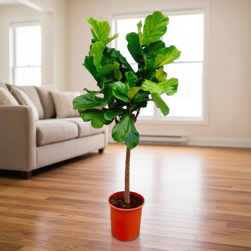 Ficus Lyrata boom - 180cm - ⌀30 - Plant - plantenmagie
