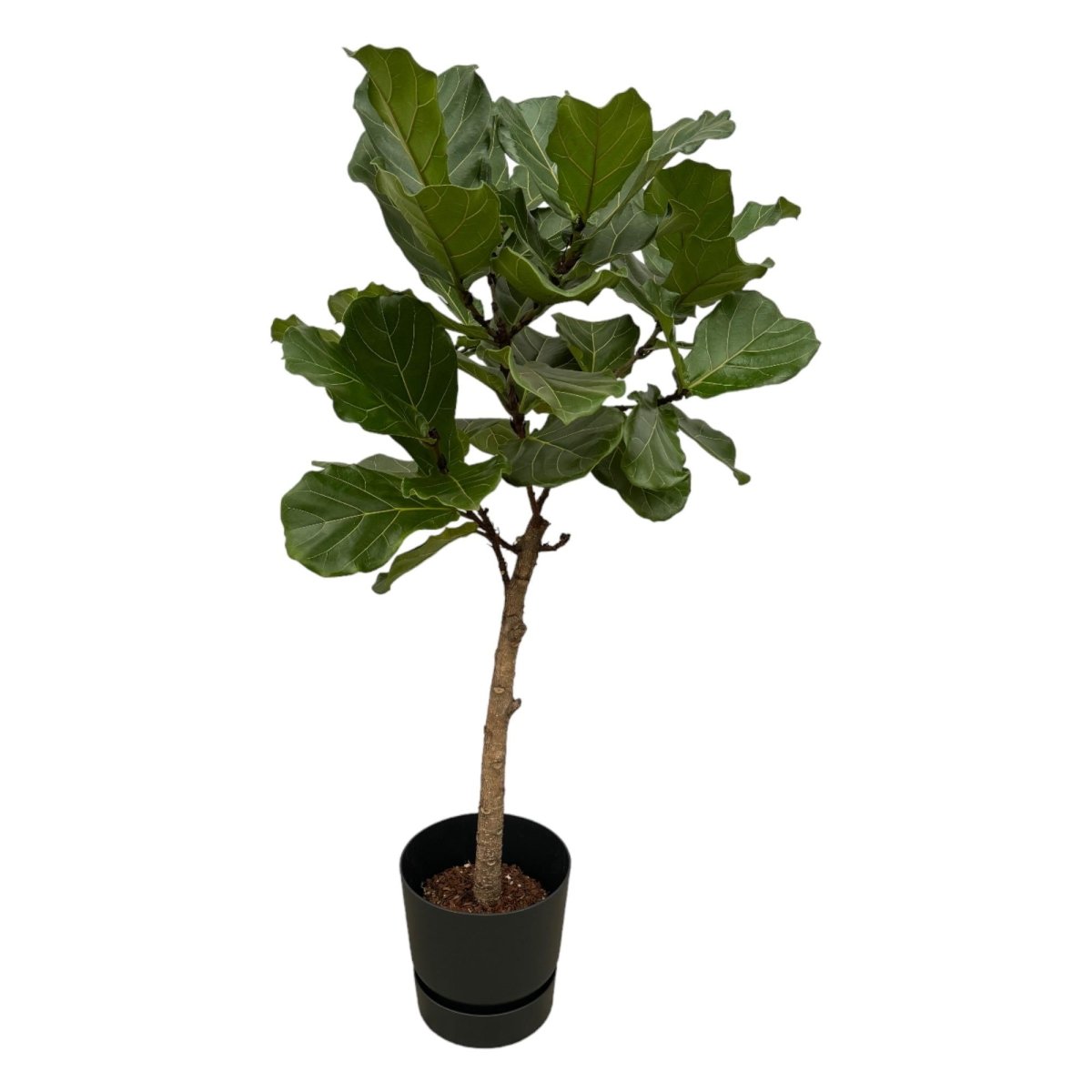 Ficus Lyrata stam inclusief pot zwart - 160 cm - Ø30 - Planten - plantenmagie