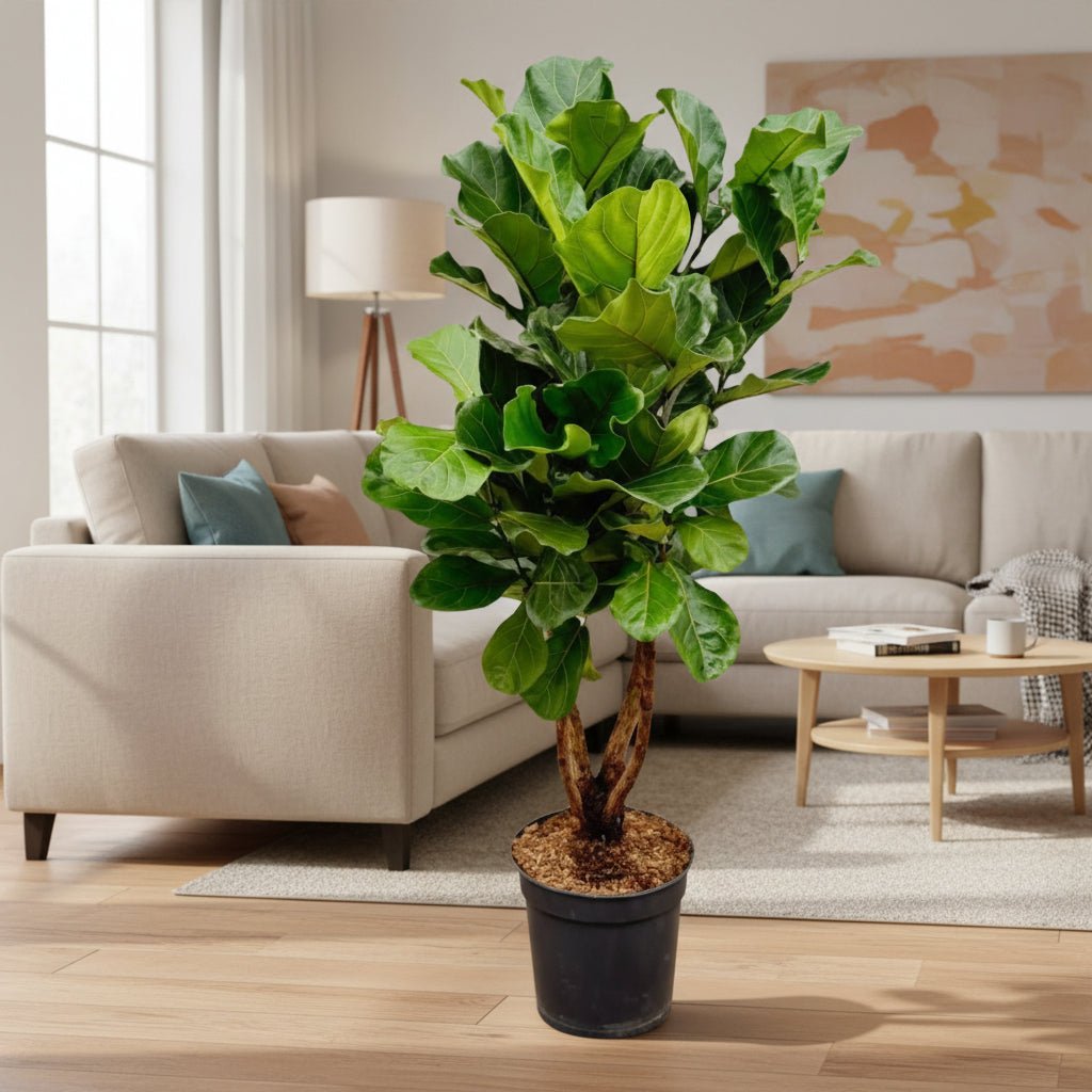 Ficus Lyrata vertakt - 150cm - ⌀30 - 32 - Plant - plantenmagie