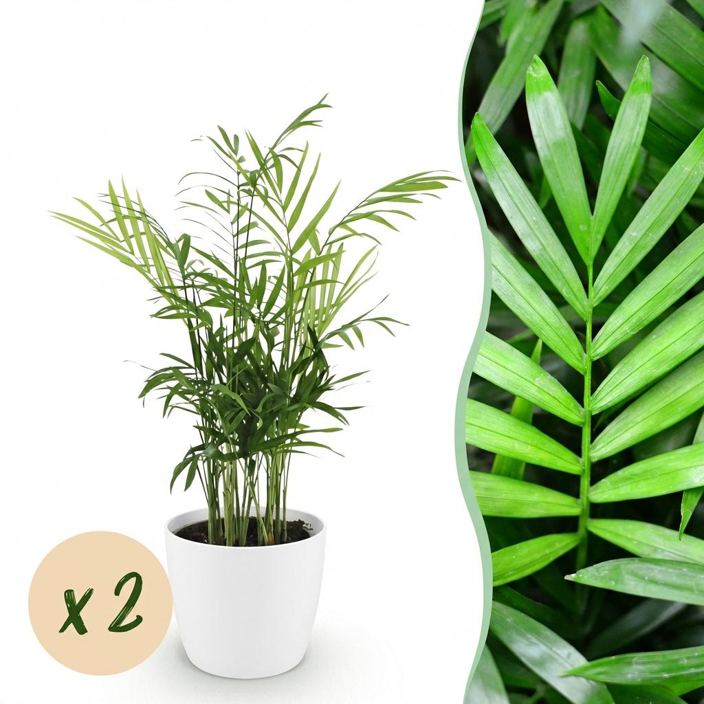Goudpalm (2 stuks) met witte pot - Plant - plantenmagie