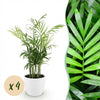 Goudpalm (4 stuks) met witte pot - Plant - plantenmagie