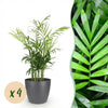 Goudpalm set (4 stuks) met grijze pot - Plant - plantenmagie