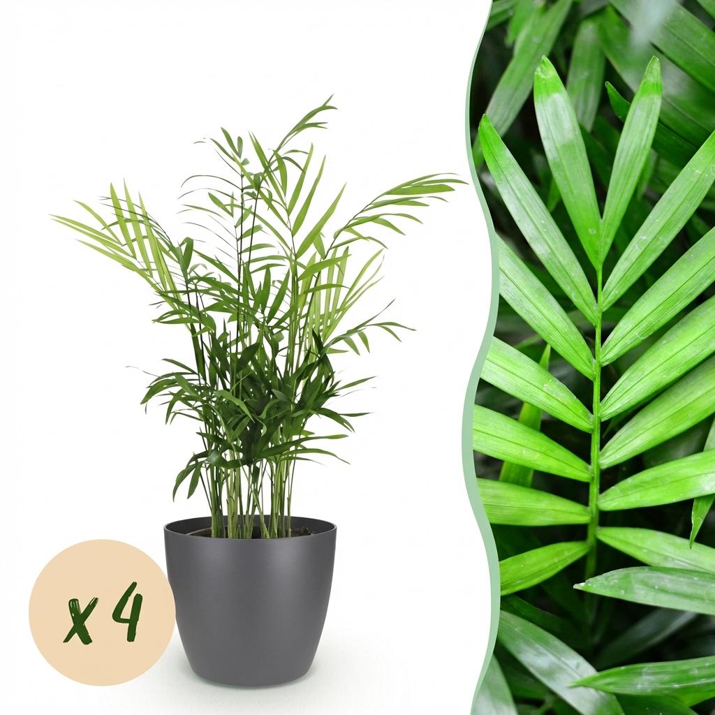 Goudpalm set (4 stuks) met grijze pot - Plant - plantenmagie