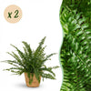 Green Lady varen (2 stuks) met mand - Plant - plantenmagie