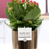 Kalanchoe Red In Ivy Ceramics Shiny White - Ø12cm - ↕27cm