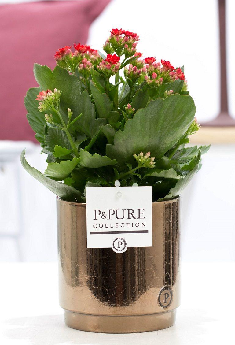 Kalanchoe Red In Ivy Ceramics Shiny White - Ø12cm - ↕27cm