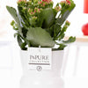 Kalanchoe Red In Ivy Ceramics Shiny White - Ø12cm - ↕27cm