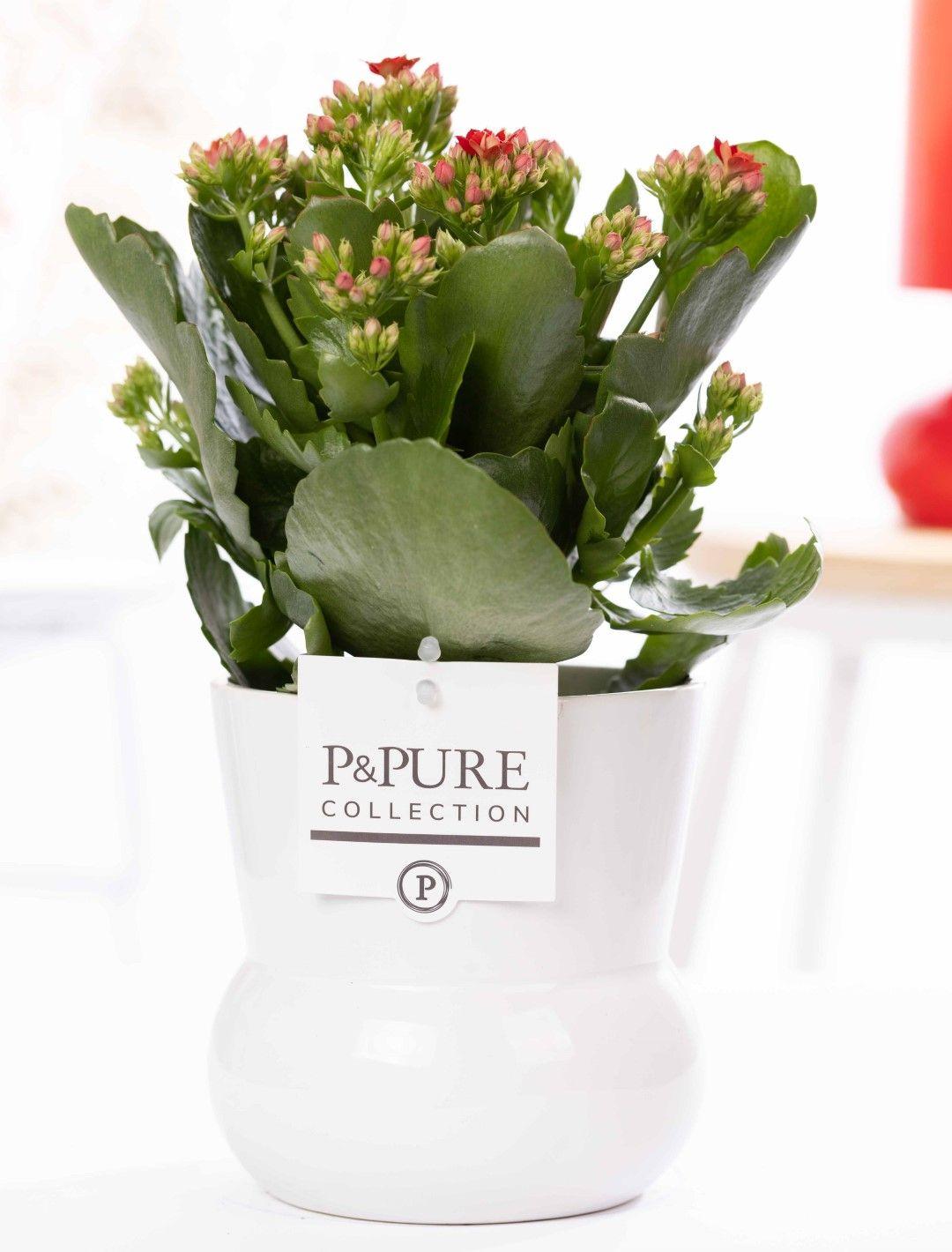 Kalanchoe Red In Ivy Ceramics Shiny White - Ø12cm - ↕27cm