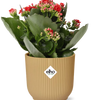 Kalanchoe Rosalina Don Justino Rood  + ELHO Vibes Fold 14cm roze