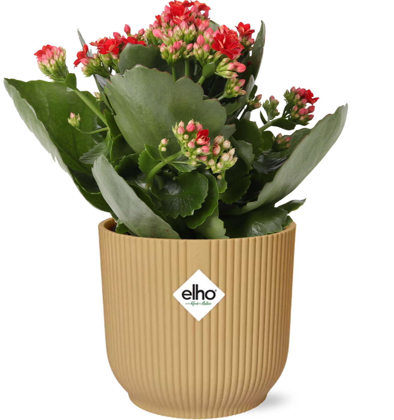 Kalanchoe Rosalina Don Justino Rood  + ELHO Vibes Fold 14cm roze