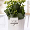 P&PURE Juliette Ceramics Goldbronze pot met Kalanchoe White – stijlvolle interieurplant