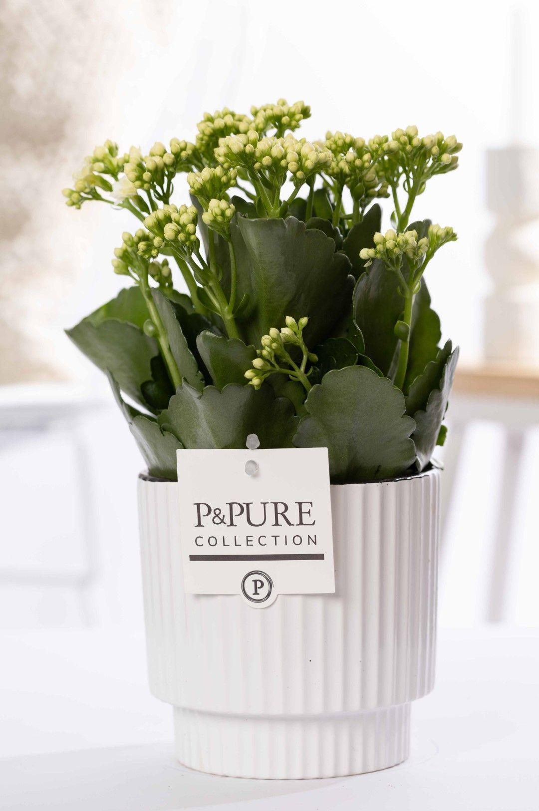 P&PURE Juliette Ceramics Goldbronze pot met Kalanchoe White – stijlvolle interieurplant