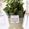 Close-up witte bloemen van Kalanchoe White – bloeiende vetplant met glanzend blad