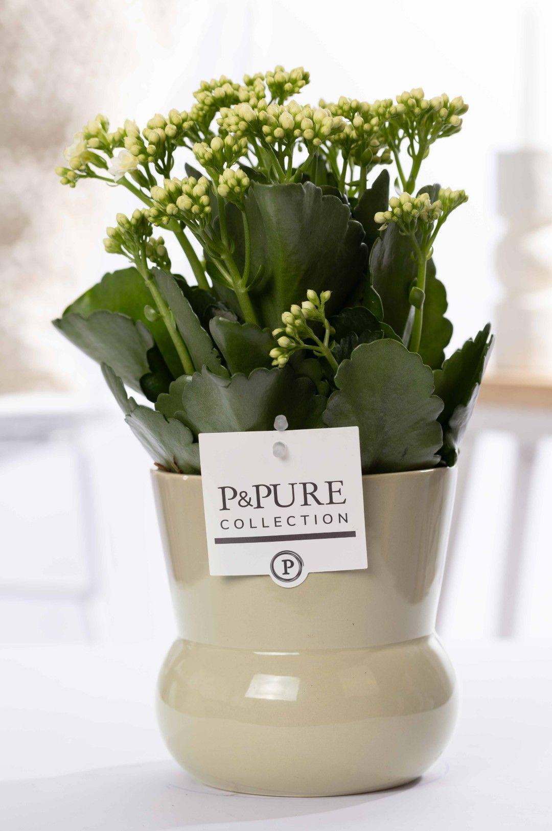Close-up witte bloemen van Kalanchoe White – bloeiende vetplant met glanzend blad