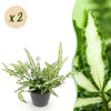 Lintvaren (2 stuks) met grijze pot - Plant - plantenmagie