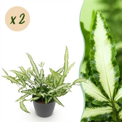 Lintvaren (2 stuks) met grijze pot - Plant - plantenmagie