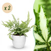 Lintvaren mix (2 stuks) met witte pot - Plant - plantenmagie