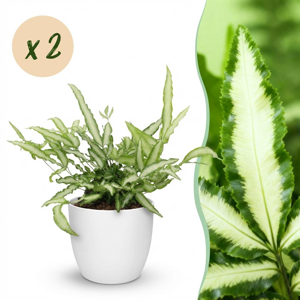 Lintvaren mix (2 stuks) met witte pot - Plant - plantenmagie