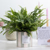 groene varen nephrolepis green lady in rotan mand – luchtzuiverende plant