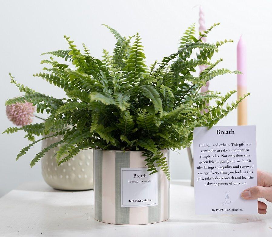 groene varen nephrolepis green lady in rotan mand – luchtzuiverende plant