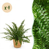 Nephrolepis Green Lady varen (4 stuks) met mand - Plant - plantenmagie