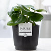 Peperomia Raindrop In P&PURE Basket - Ø12cm - ↕25cm