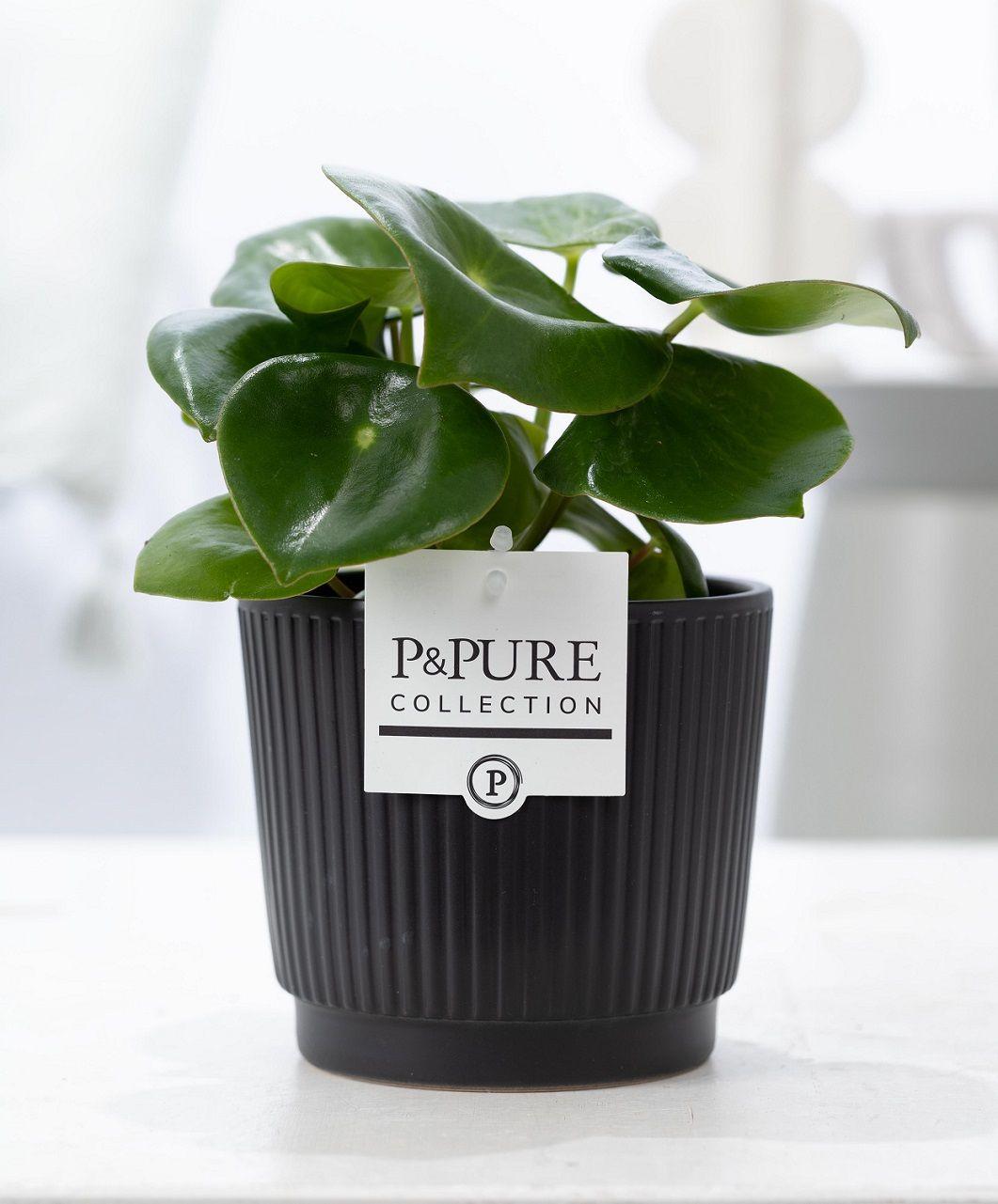 Peperomia Raindrop In P&PURE Basket - Ø12cm - ↕25cm