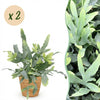 Phlebodium aureum Blue Star blauwe varen (2 stuks) met mand - Plant - plantenmagie