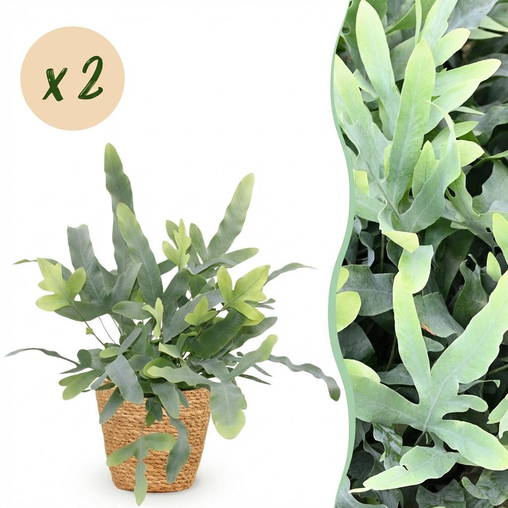 Phlebodium aureum Blue Star blauwe varen (2 stuks) met mand - Plant - plantenmagie