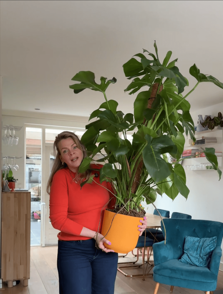 XL Monstera (150 cm) – direct een volle, groene woonkamer 🌿 - Plant - plantenmagie