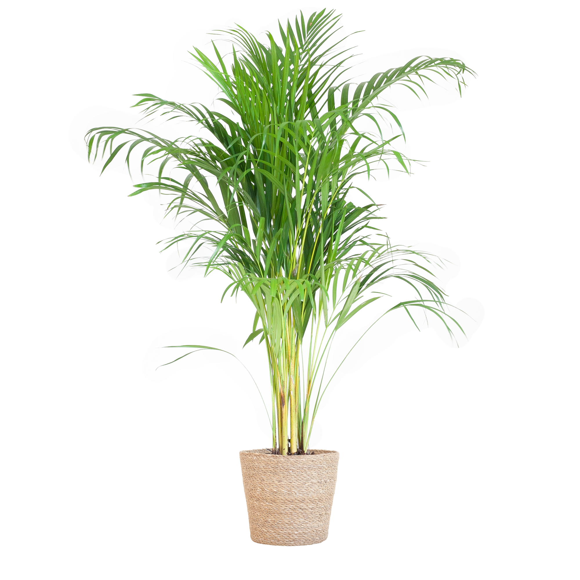 Areca Palm (Dypsis) met Sofia mand naturel - 100cm - Ø21