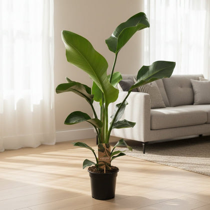 Strelitzia Nicolai – tropische Eleganz und Luxus für jedes Interieur
