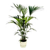 Kentia Palm in groene Elho pot geplaatst in een licht interieur met natuurlijke materialen