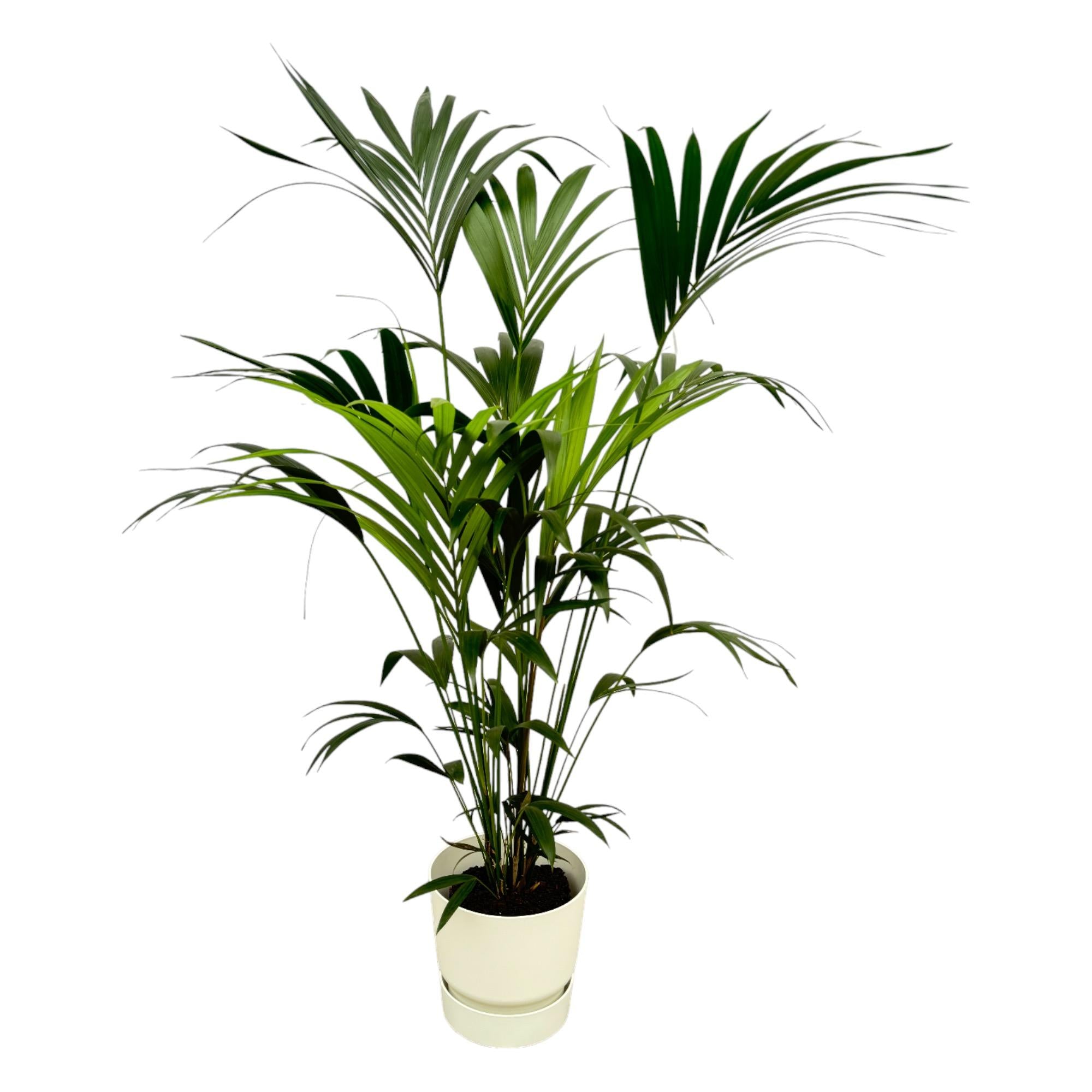 Kentia Palm in groene Elho pot geplaatst in een licht interieur met natuurlijke materialen